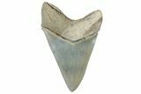 ” Fossil Aurora Megalodon Lower Tooth - Collector Quality #306350-1